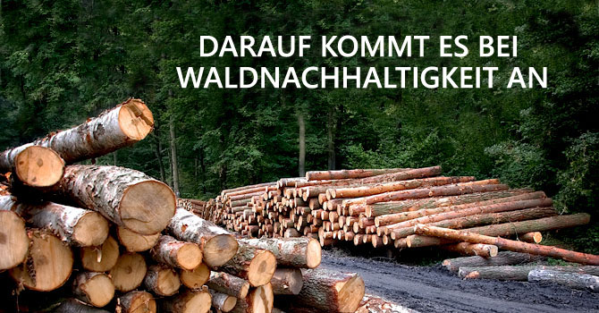 Nachhaltige Forstwirtschaft: Was ist das eigentlich?