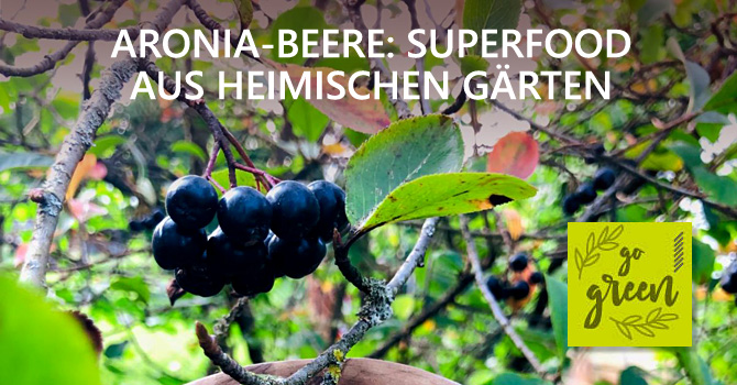 Die Aronia-Beere: Superfood aus heimischen Gärten